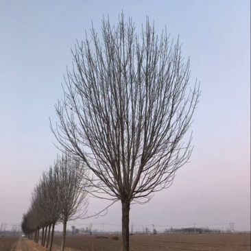 【推荐】精品白蜡树3公分-40公分都有树形好看规格齐全