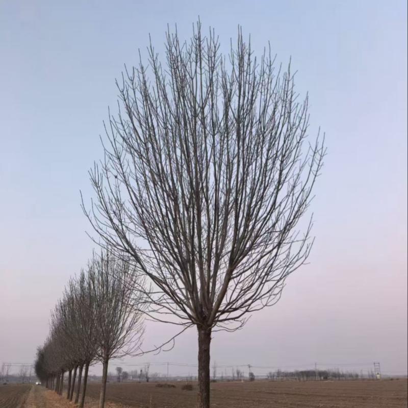 【推荐】精品白蜡树3公分-40公分都有树形好看规格齐全