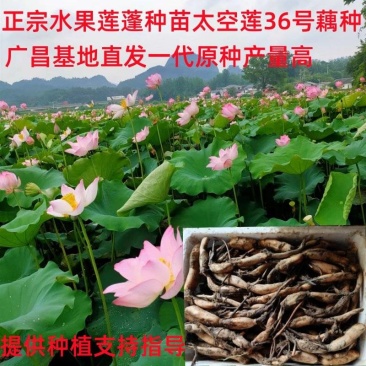 莲藕苗提供技术指导