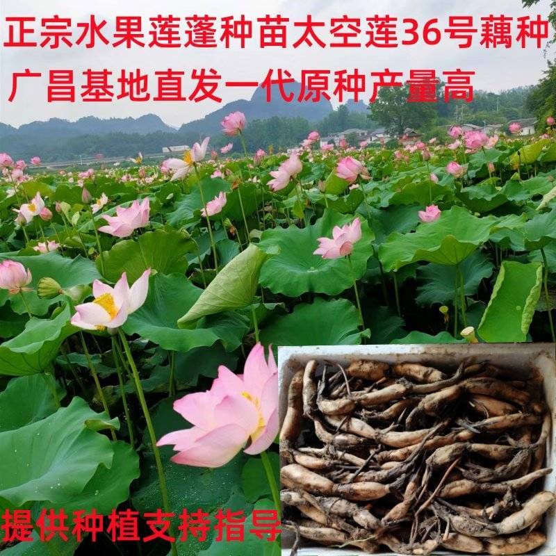 莲藕苗提供技术指导