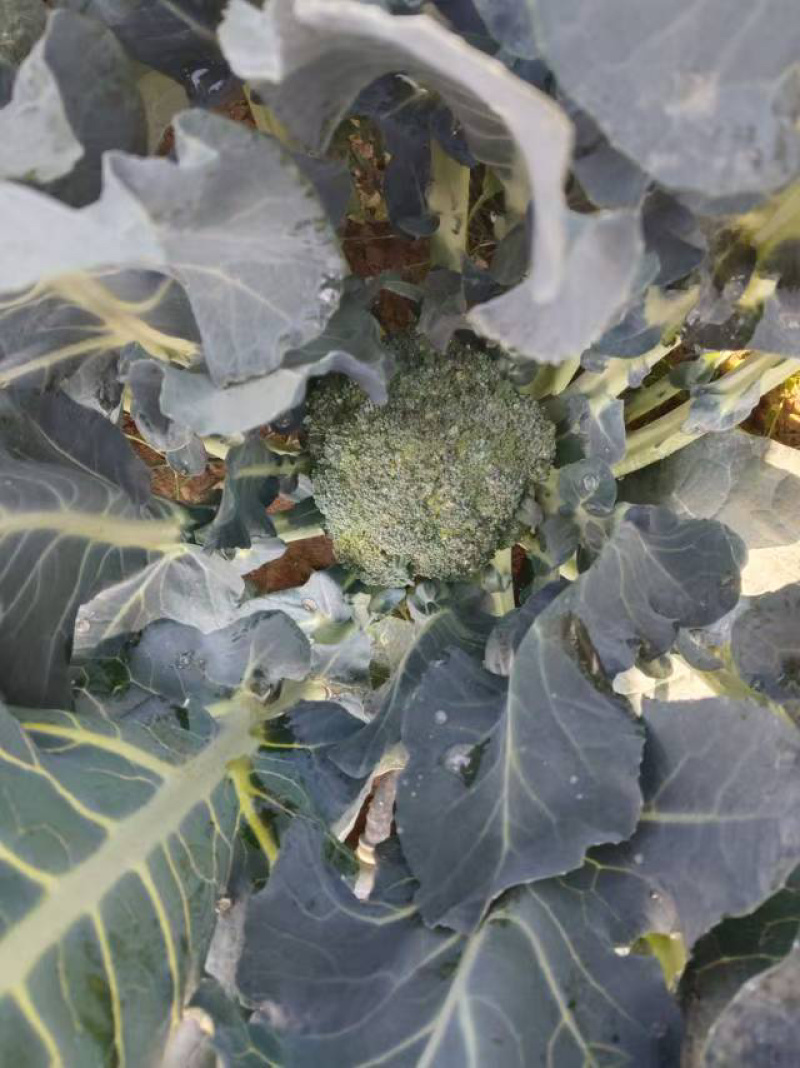 西兰花（长)精品一手货源全国发货量大价优欢迎联系