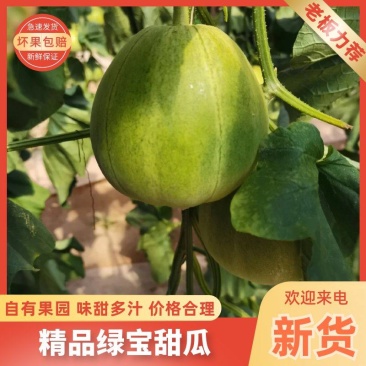 【热卖】精品绿宝甜瓜产地直销大量上市品质保证欢迎咨询