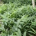 白洋荷青洋荷基地直发白洋荷种根供应一手货源产地直供