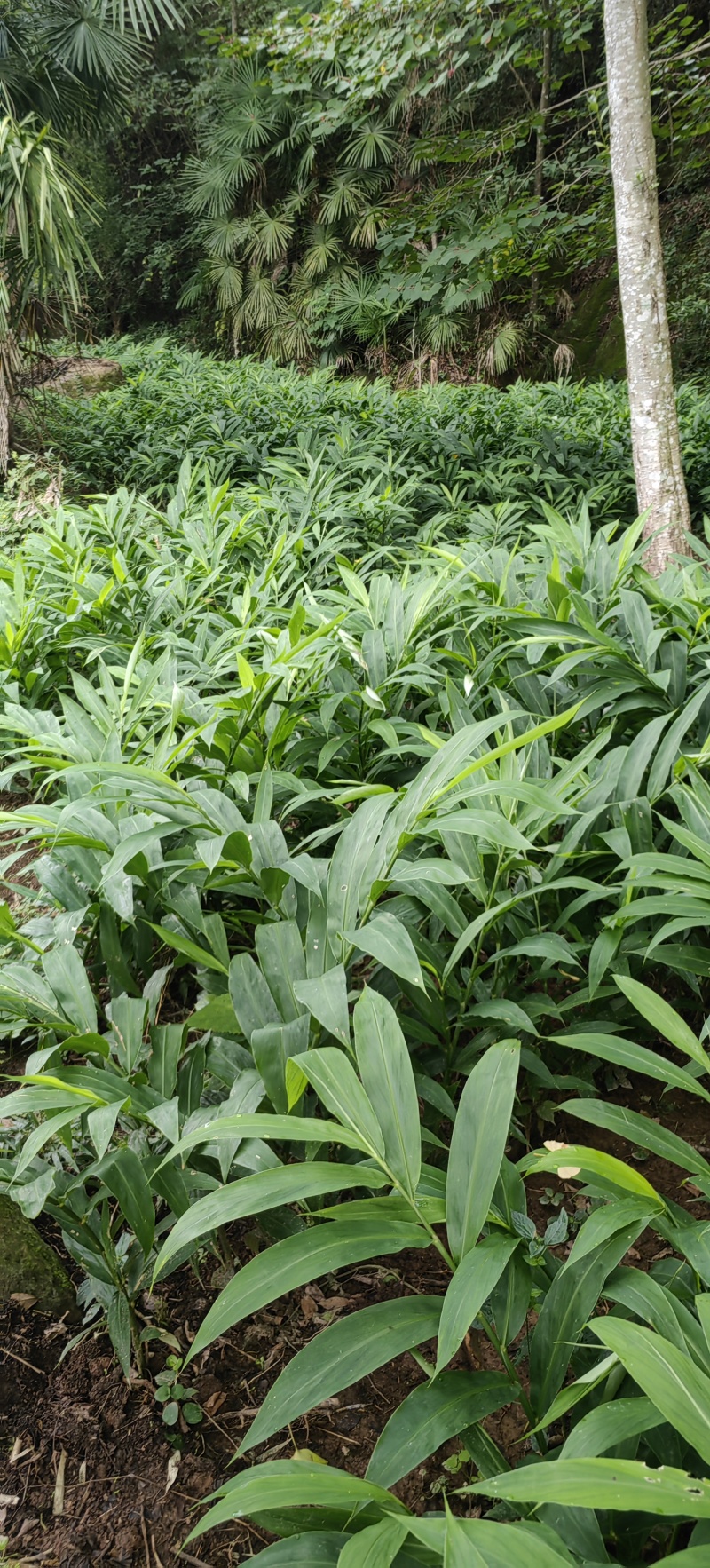 白洋荷青洋荷基地直发白洋荷种根供应一手货源产地直供