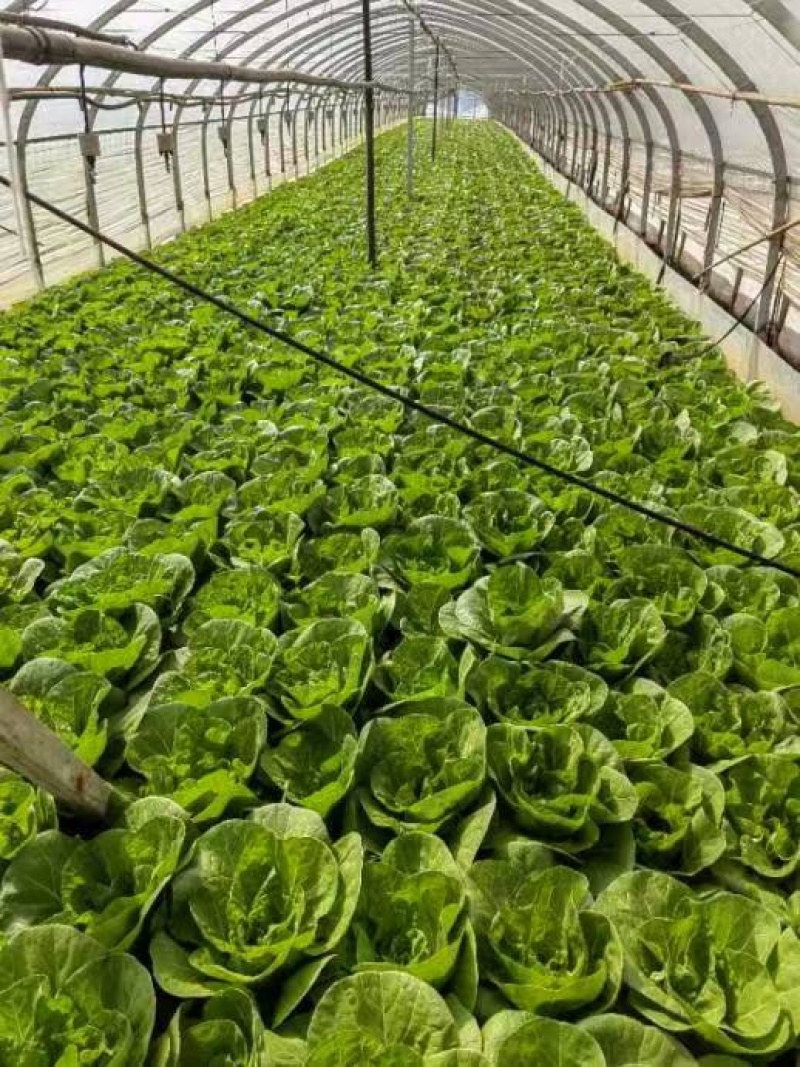 精品黄白菜产地一手货源全国发货量大价优欢迎随时联系