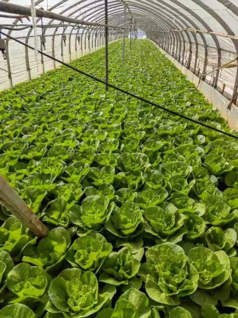 精品黄白菜产地一手货源全国发货量大价优欢迎随时联系