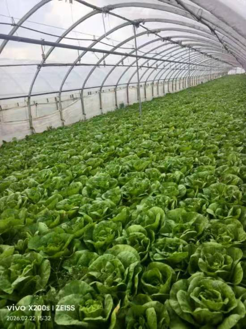 精品黄白菜产地一手货源全国发货量大价优欢迎随时联系