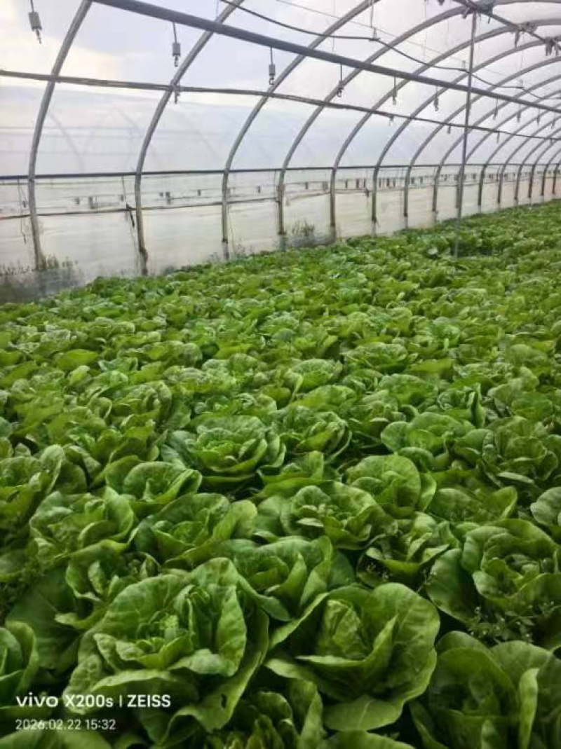精品黄白菜产地一手货源全国发货量大价优欢迎随时联系