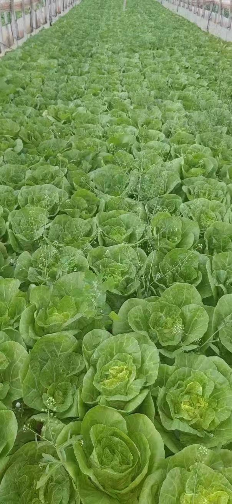 精品黄白菜产地一手货源全国发货量大价优欢迎随时联系
