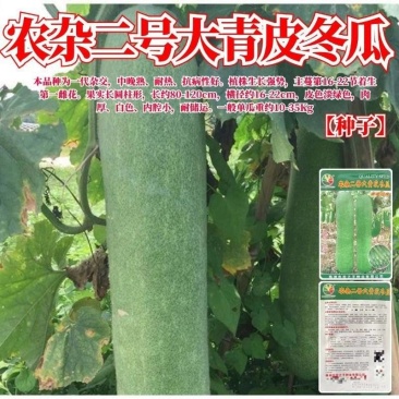 农杂二号大青皮长条大冬瓜种