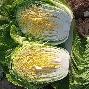 黄心大白菜