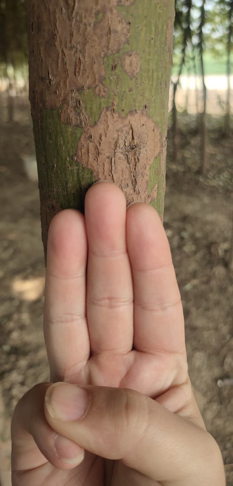 香樟树出售