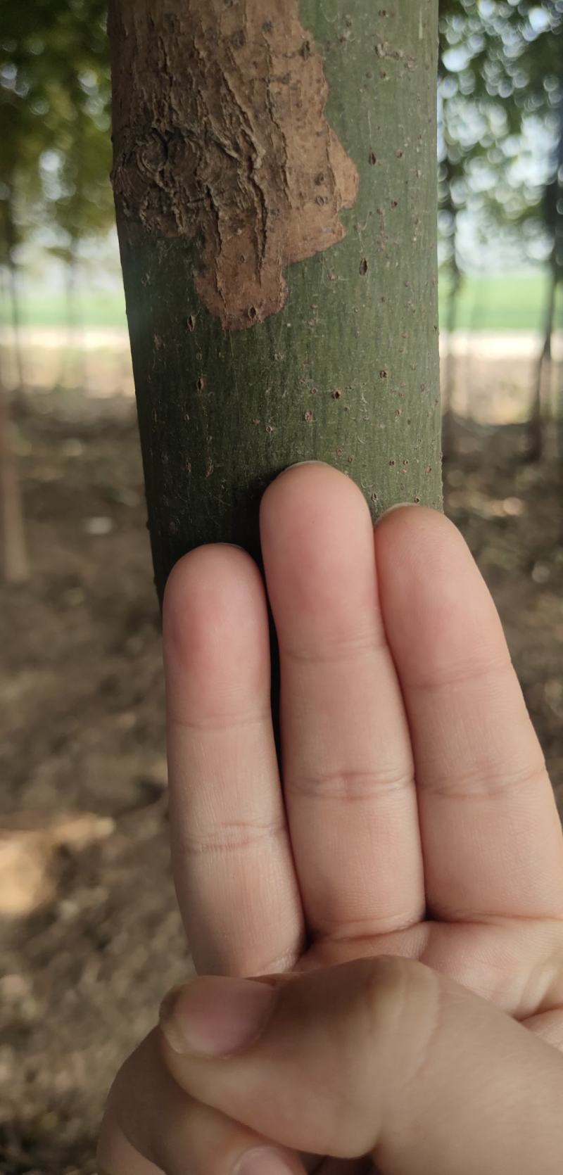香樟树出售