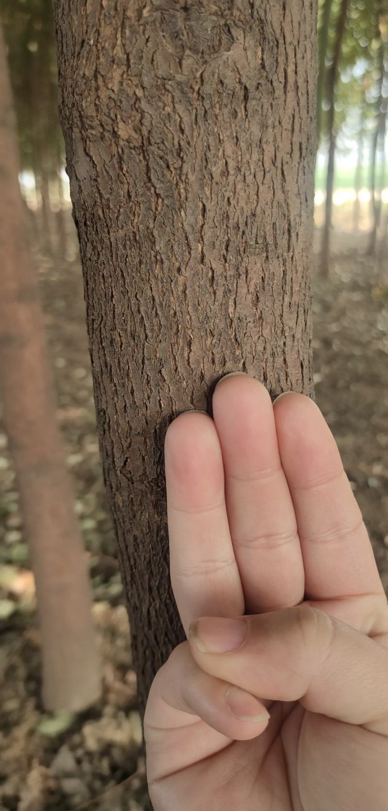 香樟树出售