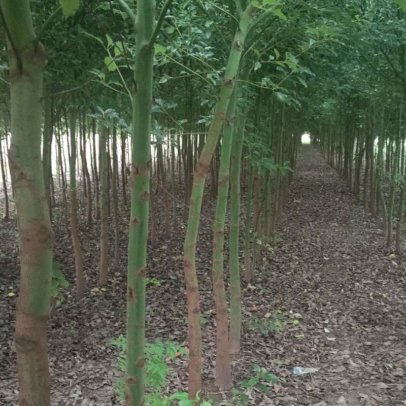 香樟树出售