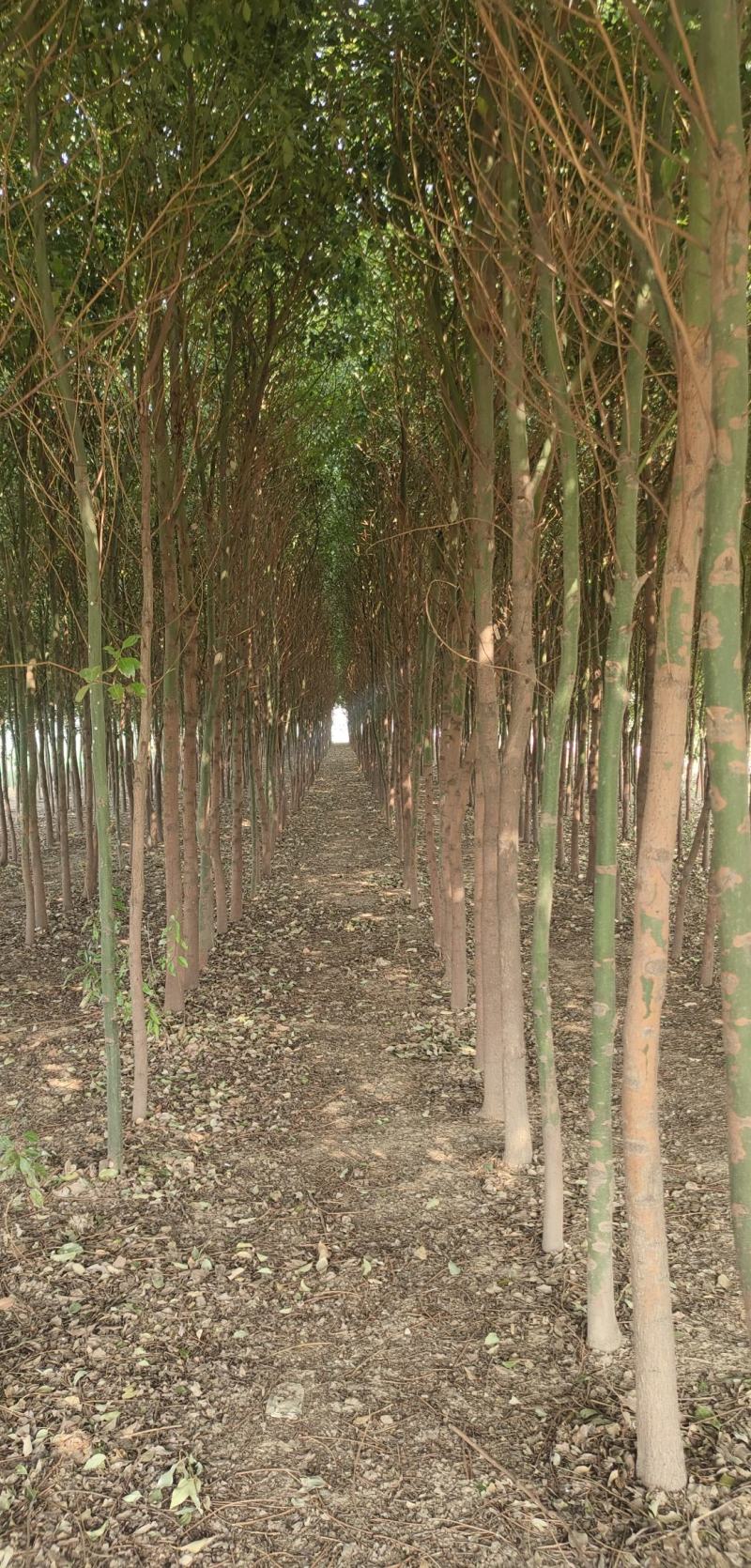 香樟树出售