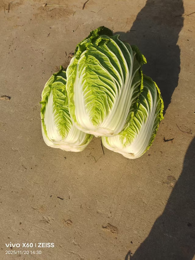 黄心大白菜