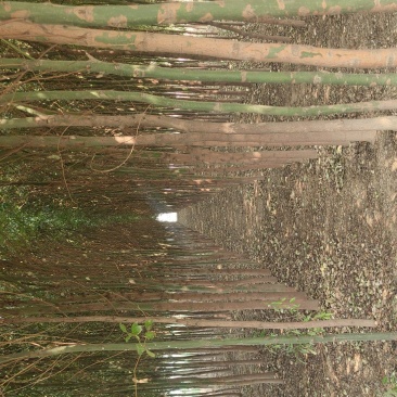 香樟树出售