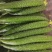 刺黄瓜
