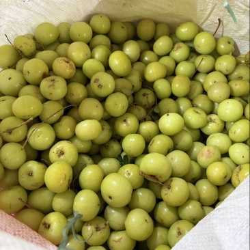 新油甘，反季节果，榨汁果，奶茶店，饮料厂，茶饮店