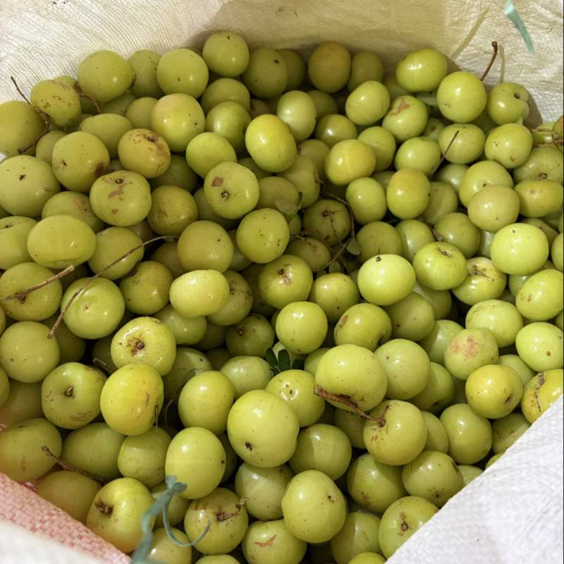 新油甘，反季节果，榨汁果，奶茶店，饮料厂，茶饮店