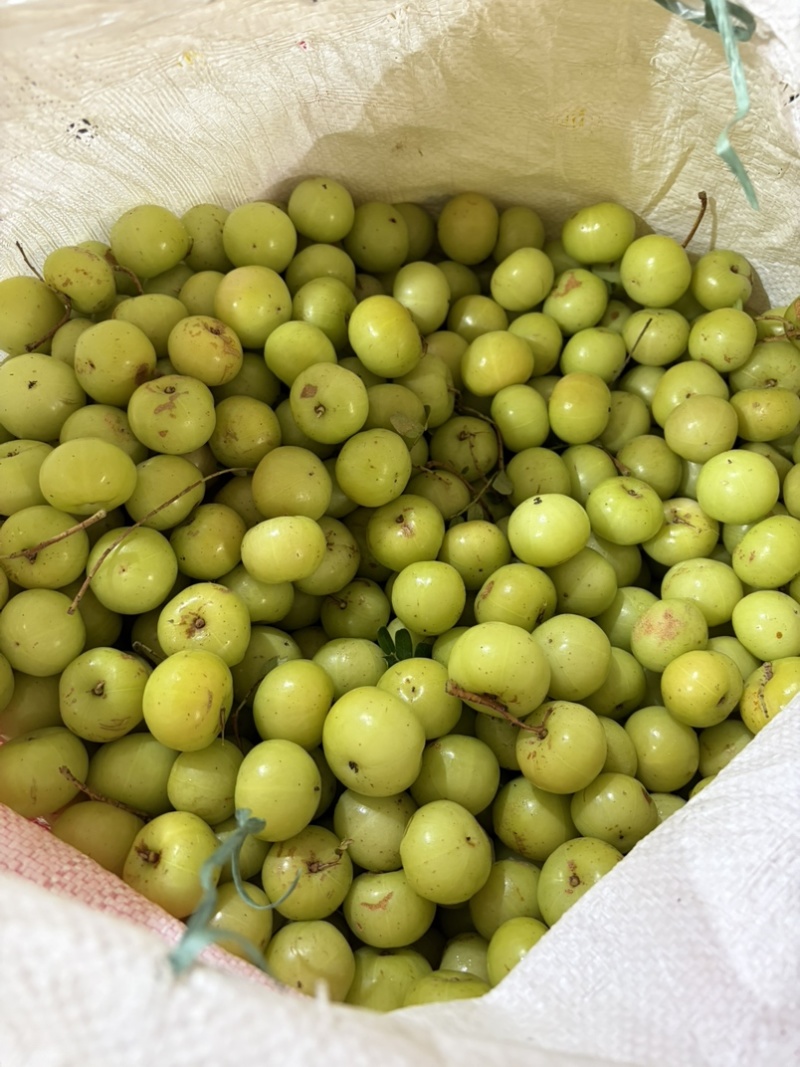新油甘，反季节果，榨汁果，奶茶店，饮料厂，茶饮店