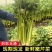 精品皇后芹菜大量供应货源充足，量大从优对接全国客商