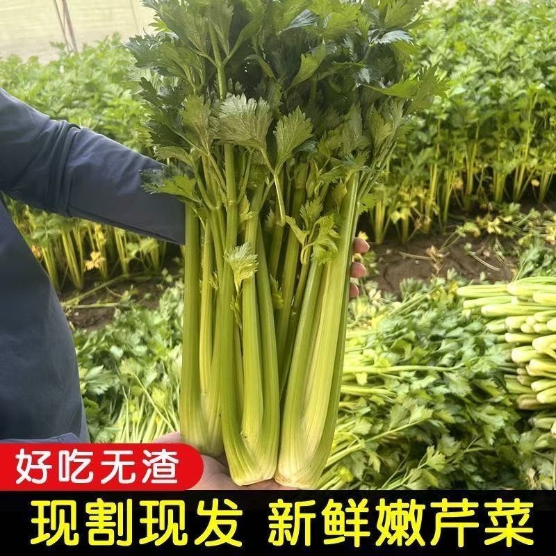精品皇后芹菜大量供应货源充足，量大从优对接全国客商