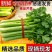 精品皇后芹菜大量供应货源充足，量大从优对接全国客商
