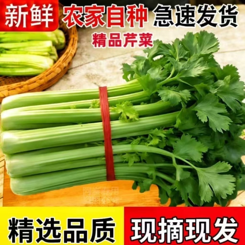 精品皇后芹菜大量供应货源充足，量大从优对接全国客商