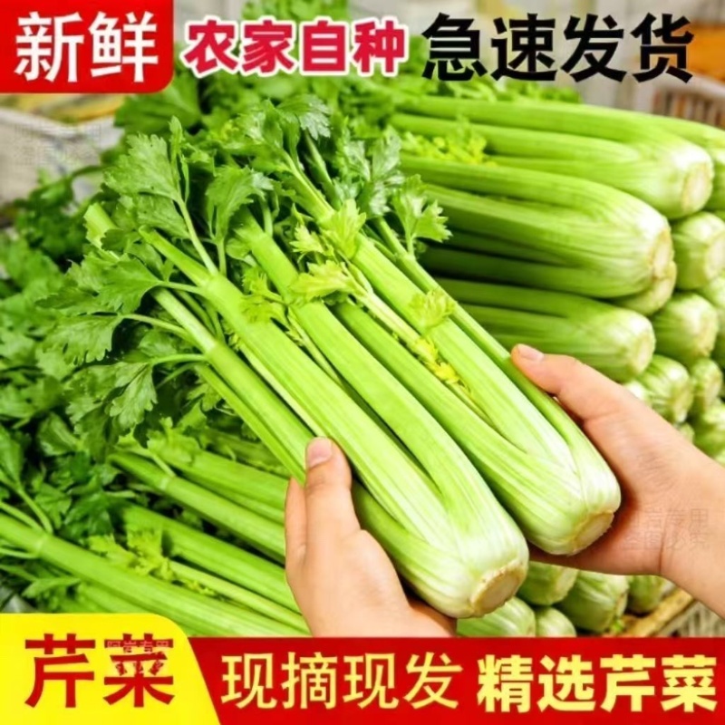 精品皇后芹菜大量供应货源充足，量大从优对接全国客商