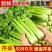 精品皇后芹菜大量供应货源充足，量大从优对接全国客商