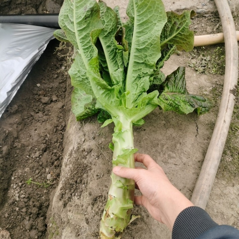 安徽宿州莴笋大量供应红叶香莴笋，欢迎咨询量大从优