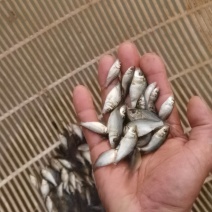 优质福瑞鲤鱼苗大量有货