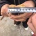 丹参