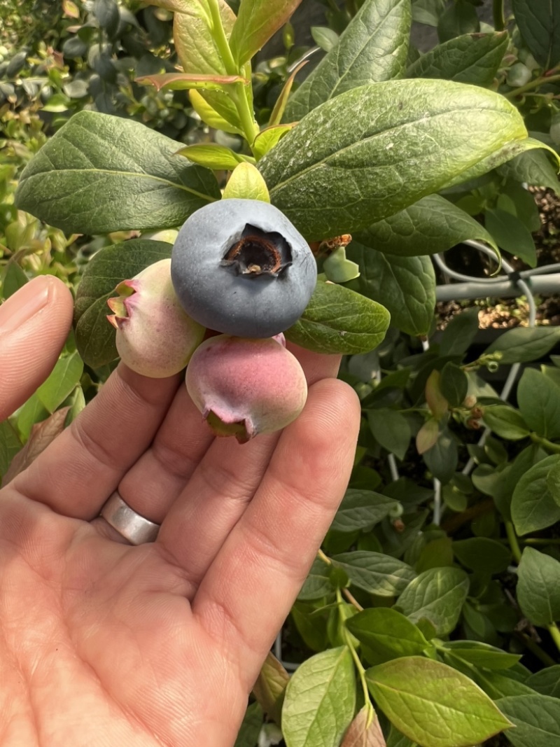 蓝莓
