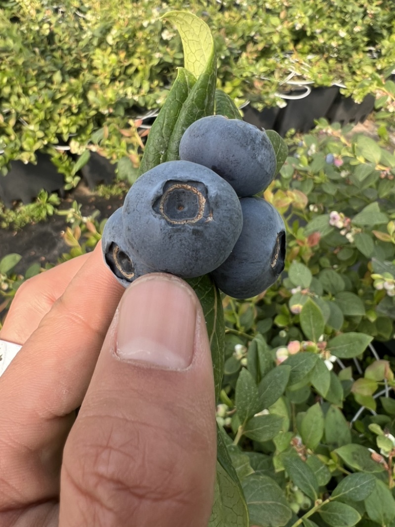 蓝莓