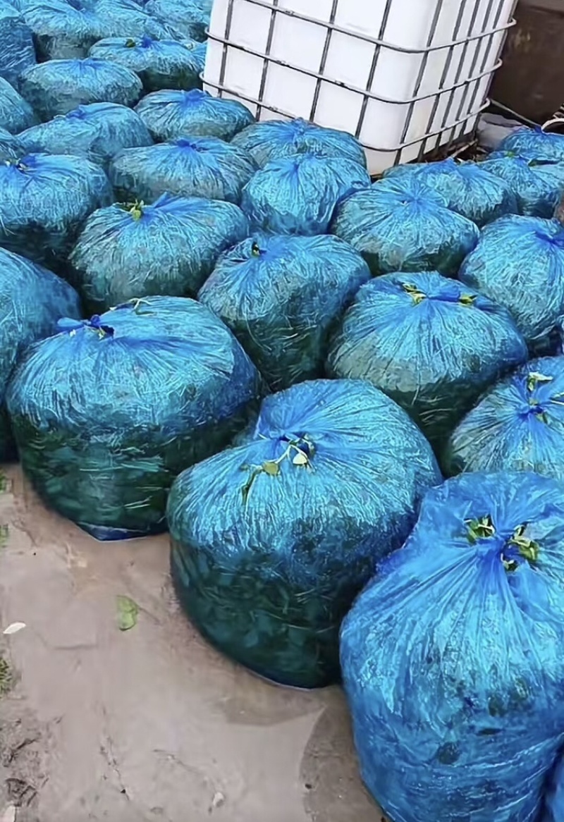 马兰头，基地直发，货源充足，可视频看货，欢迎各位老板咨询