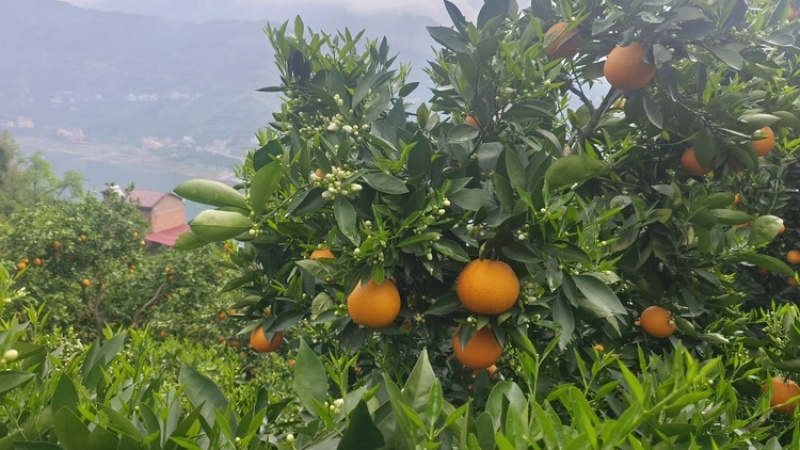 【实力商家】湖北秭归伦晚脐橙产地一手货源按需包装服务