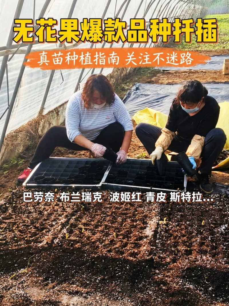 无花果苗品质保证服务周到产地直发价格美丽欢迎联系