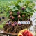 久留米黑甜苗品质保证服务周到产地直发价格美丽