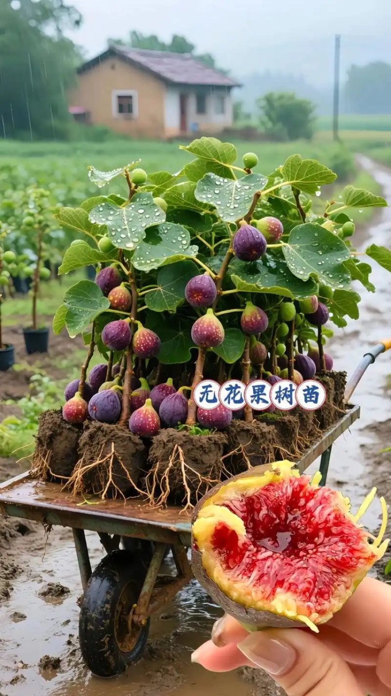 久留米黑甜苗品质保证服务周到产地直发价格美丽