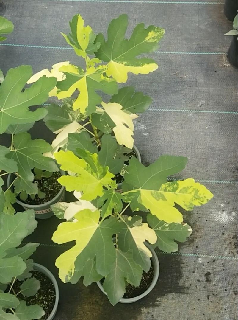 宽叶斯特拉苗大杯体进口土根系粗壮