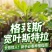 宽叶斯特拉苗大杯体进口土根系粗壮