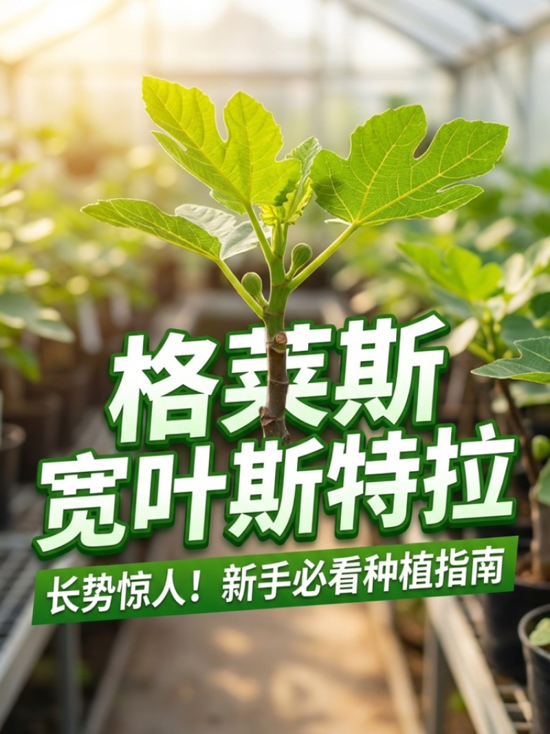 宽叶斯特拉苗大杯体进口土根系粗壮