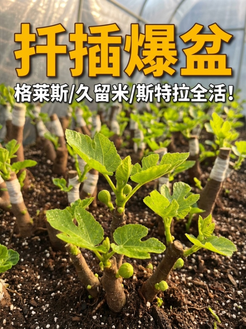 宽叶斯特拉苗大杯体进口土根系粗壮