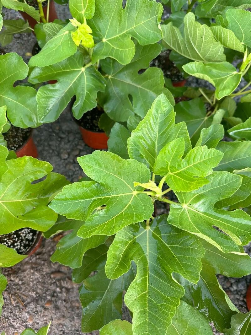 宽叶斯特拉苗大杯体进口土根系粗壮