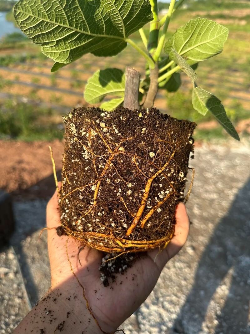 宽叶斯特拉苗大杯体进口土根系粗壮
