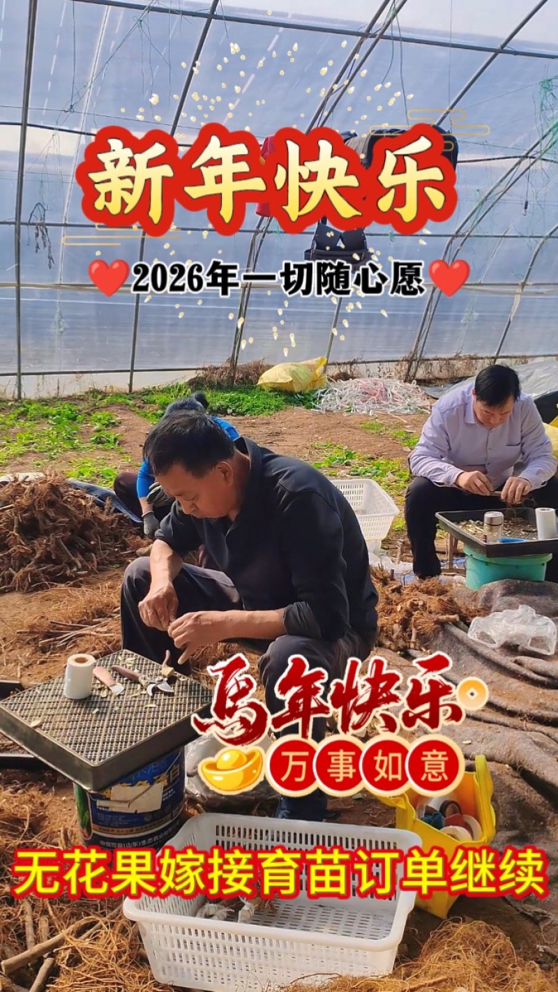 宽叶斯特拉苗大杯体进口土根系粗壮