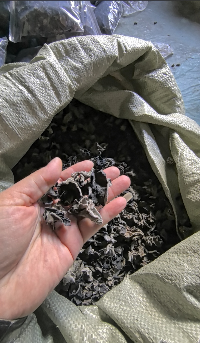 芦芽山黑木耳秋木耳高海拔生态种植，无硫干净，基地直供